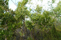Jacquinia keyensis