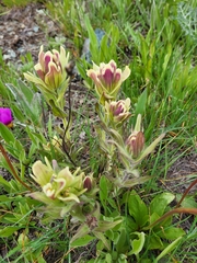 Castilleja cusickii