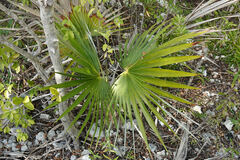 Coccothrinax proctorii