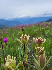 Castilleja cusickii