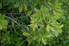 Rhizophora mangle