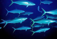 Elagatis bipinnulata