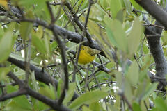 Setophaga petechia eoa