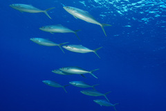 Elagatis bipinnulata