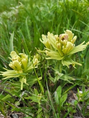 Castilleja cusickii