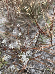 Polygonella articulata
