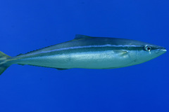 Elagatis bipinnulata