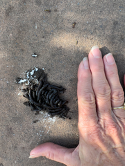 Leucosarcia melanoleuca