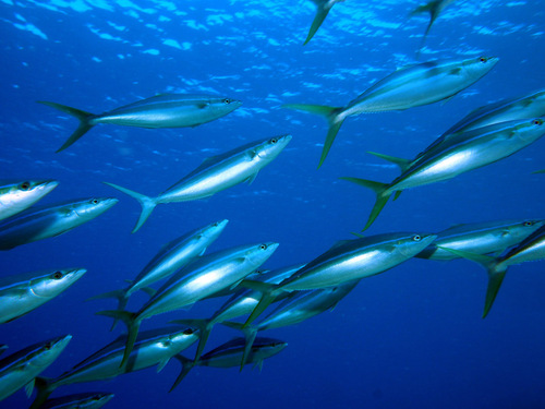 Rainbow runner (Elagatis bipinnulata) — Carangidae — 2