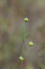 Linum bienne