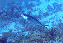 Elagatis bipinnulata