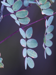 Erythrostemon pannosus
