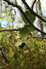 Smilax havanensis