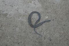 Cubophis caymanus