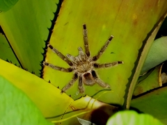 Pachistopelma rufonigrum