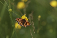 Melitaea