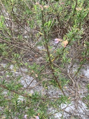 Conradina grandiflora