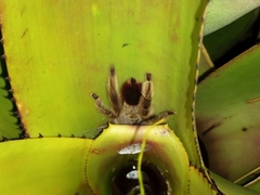 Pachistopelma rufonigrum