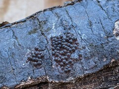 Rosellinia corticium