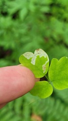 Phytomyza minuscula group