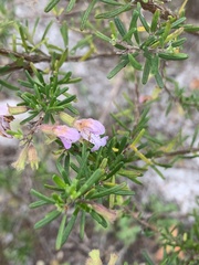 Conradina grandiflora