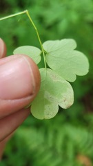 Phytomyza minuscula group