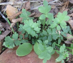 Nemophila phacelioides