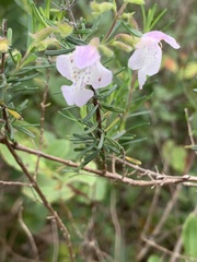 Conradina grandiflora