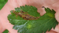 Phytomyza saniculae