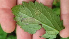 Phytomyza saniculae