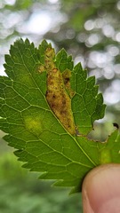 Phytomyza saniculae
