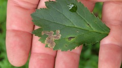 Phytomyza saniculae