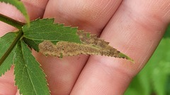 Phytomyza saniculae