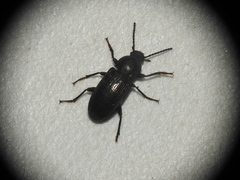 Helopini