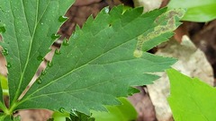 Phytomyza saniculae