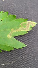 Phytomyza saniculae