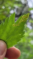 Phytomyza saniculae