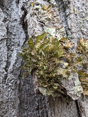 Tuckermanopsis chlorophylla