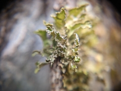 Tuckermanopsis chlorophylla