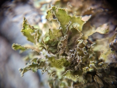 Tuckermanopsis chlorophylla