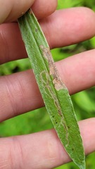 Liriomyza ptarmicae
