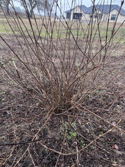 Cephalanthus occidentalis