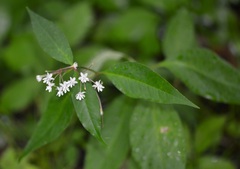 Asclepias quadrifolia