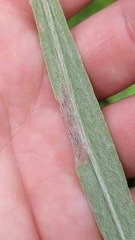 Liriomyza ptarmicae