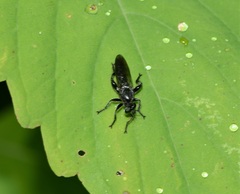 Laphria canis