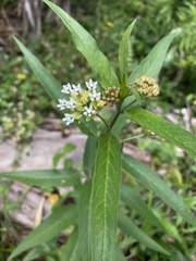 Asclepias nivea