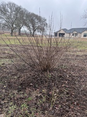 Cephalanthus occidentalis