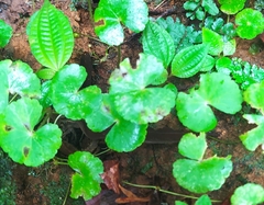 Hydrocotyle leucocephala
