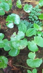 Hydrocotyle leucocephala