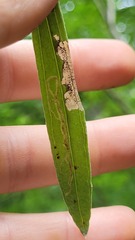 Liriomyza ptarmicae